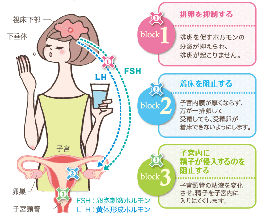 OCによる避妊の仕組み