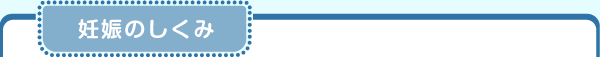 妊娠のしくみ